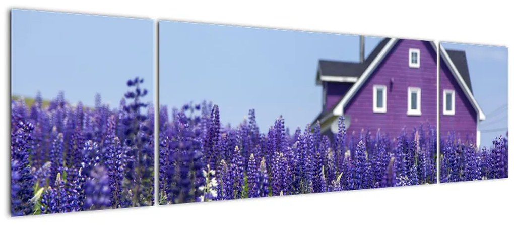 Obraz lawendowego pola (170x50 cm)
