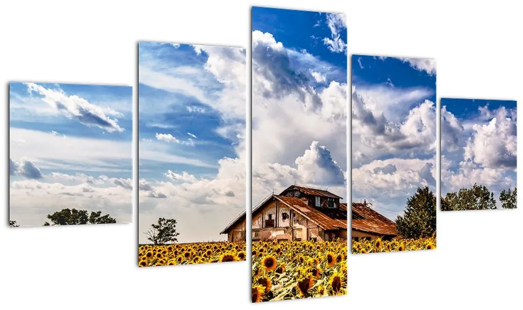 Obraz pola słoneczników (125x70 cm)