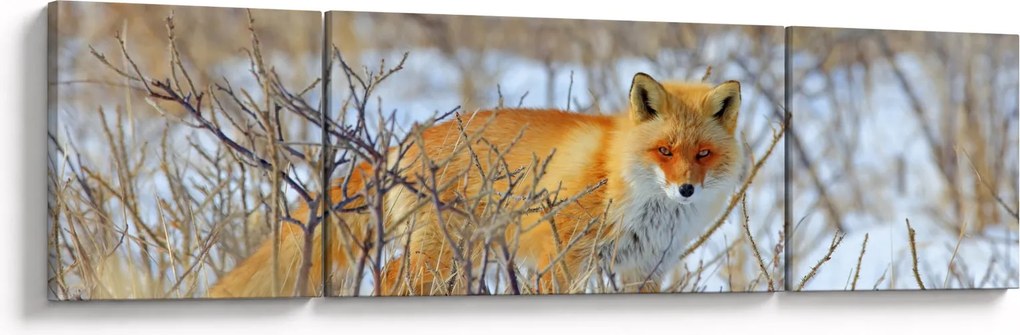 Obraz - Lis (170x50 cm)