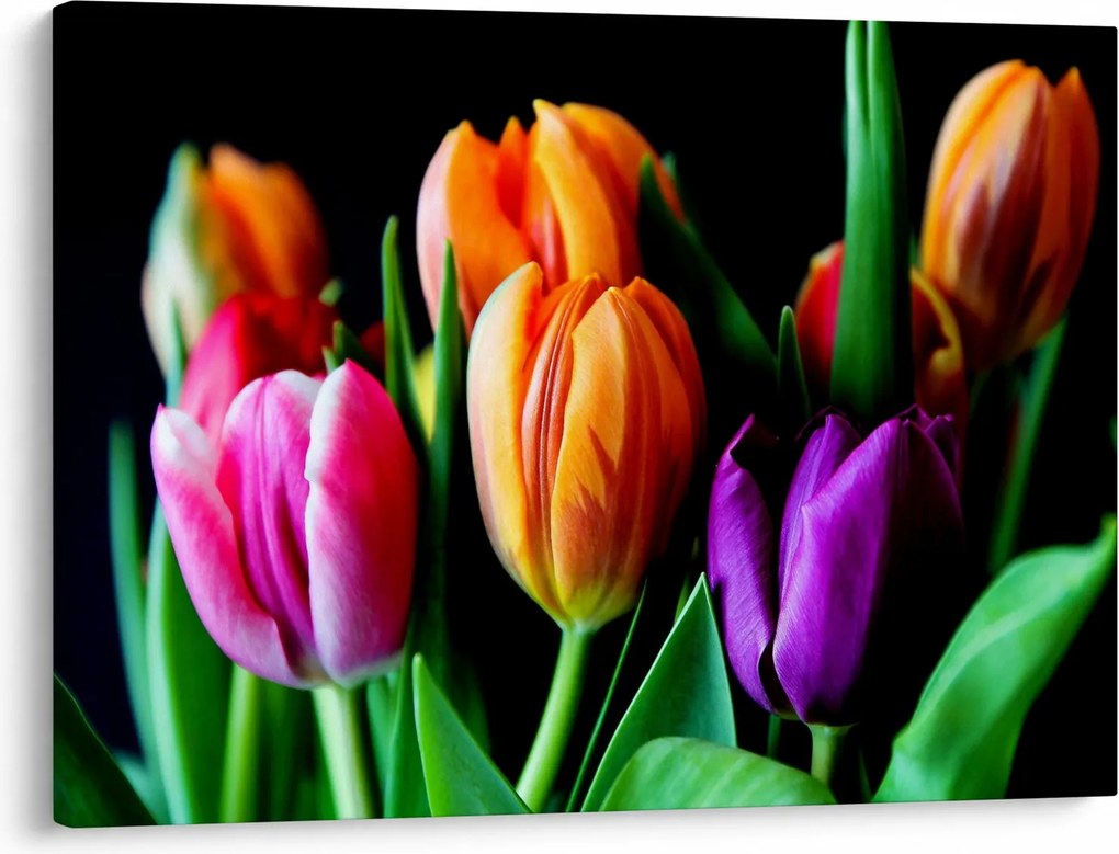 Obraz tulipanów na czarnym tle (70x50 cm)