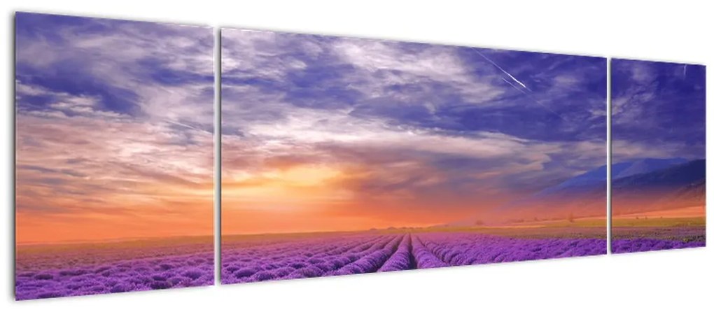 Obraz lawendowego pola (170x50 cm)