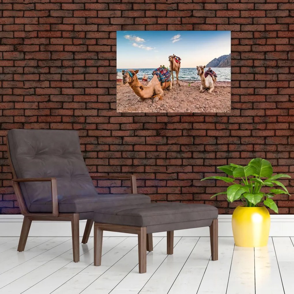 Obraz na szkle wielbłądów (70x50 cm)