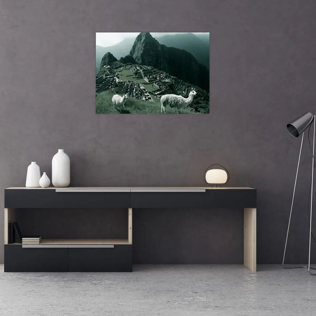 Obraz - Lamy w Machu Picchu w Peru (70x50 cm)