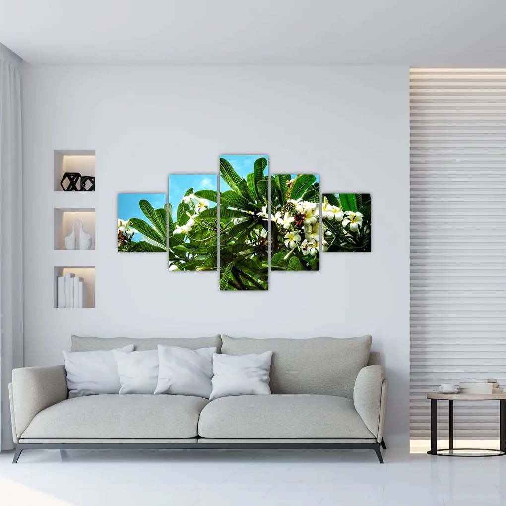 Obraz - Plumeria (125x70 cm)