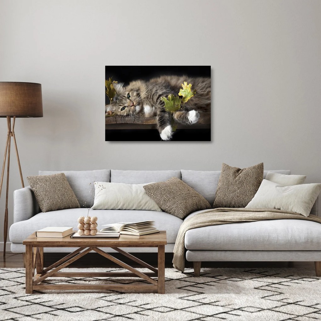 Obraz na szkle - Leżący kot (70x50 cm)