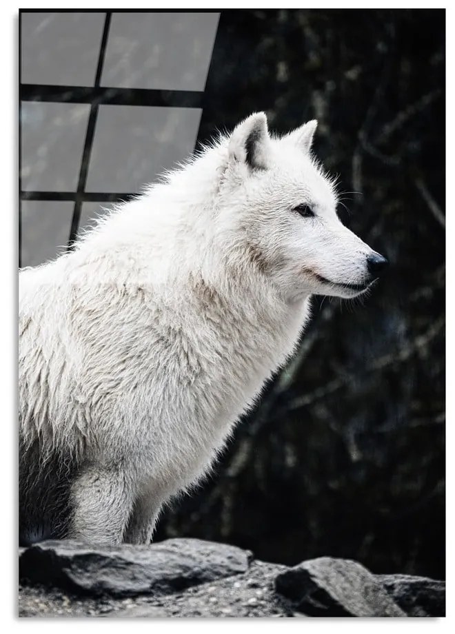 Szklany obraz 70x100 cm White Wolf – Wallity