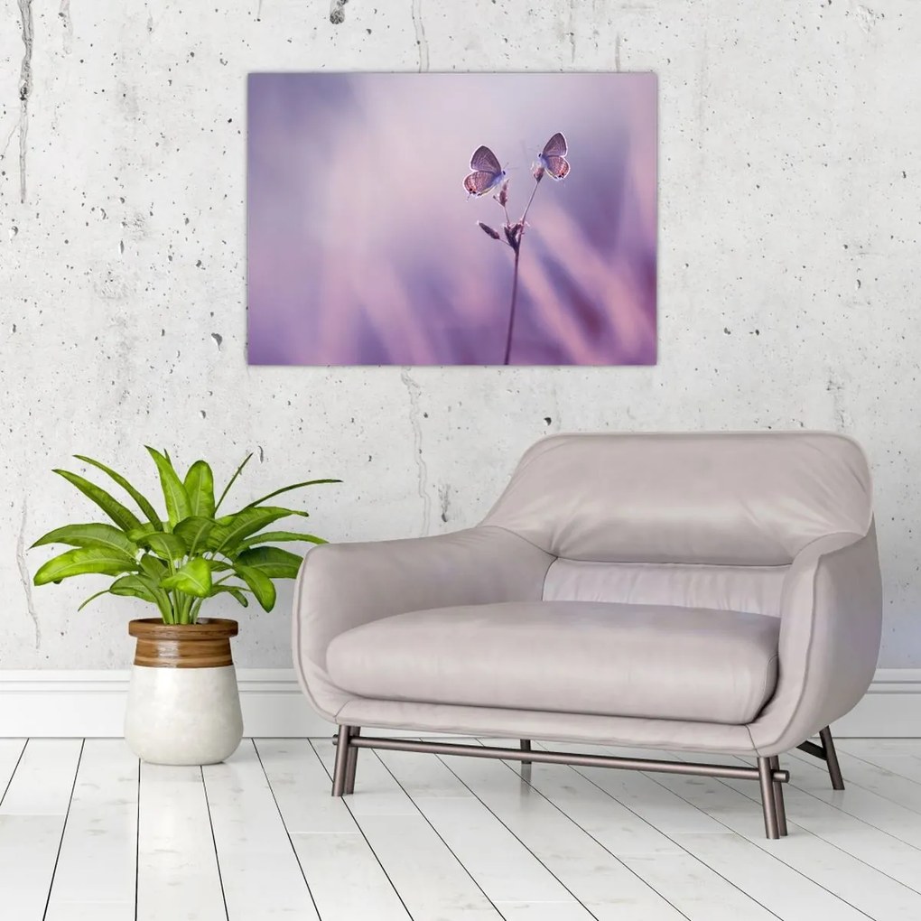 Obraz - Fioletowe motyle (70x50 cm)