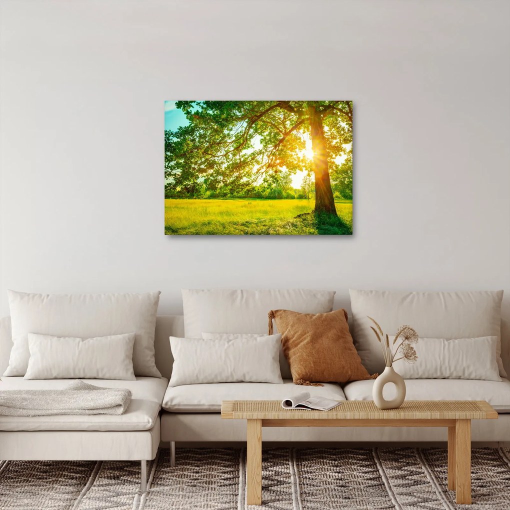 Obraz - Słoneczny Las (70x50 cm)