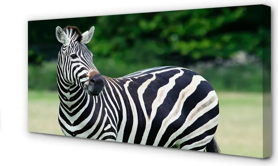 Zdjęcie na płótnie Zebra na Polu