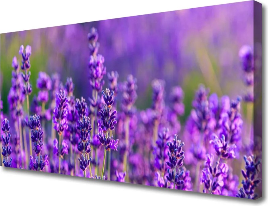 Obraz canvas Prowansalskie Pole Lawendy
