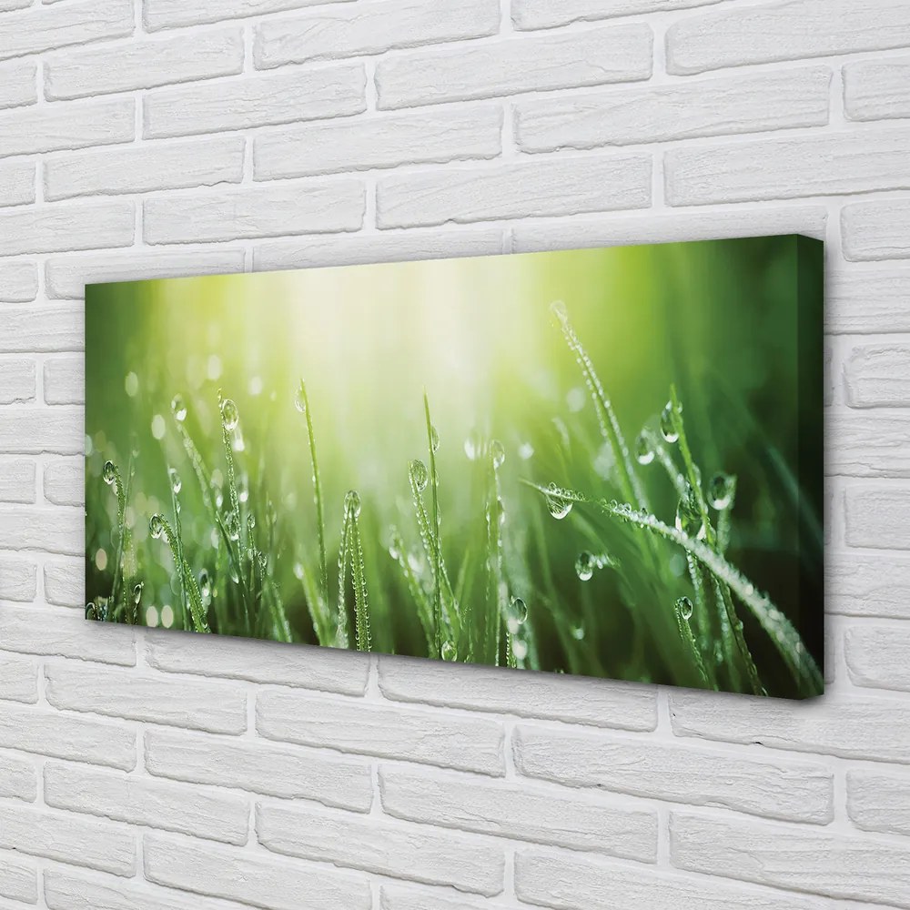 Zdjęcie na płótnie Słoneczne Krople na Trawie