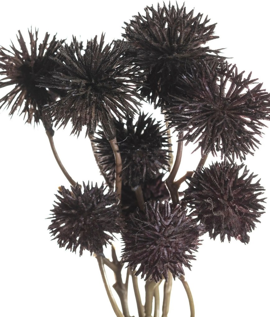Bukiet Kraspedii 30cm deep brown