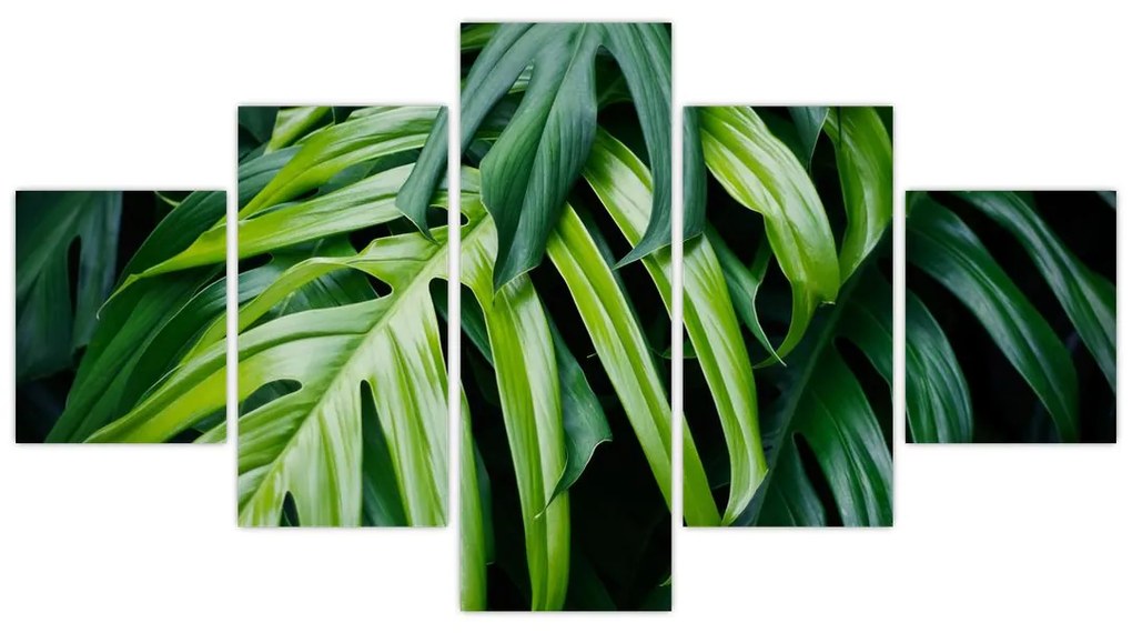 Obraz - Tropikalne liście (125x70 cm)