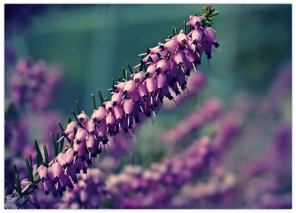 Obraz na szkle - fioletowy kwiat (70x50 cm)