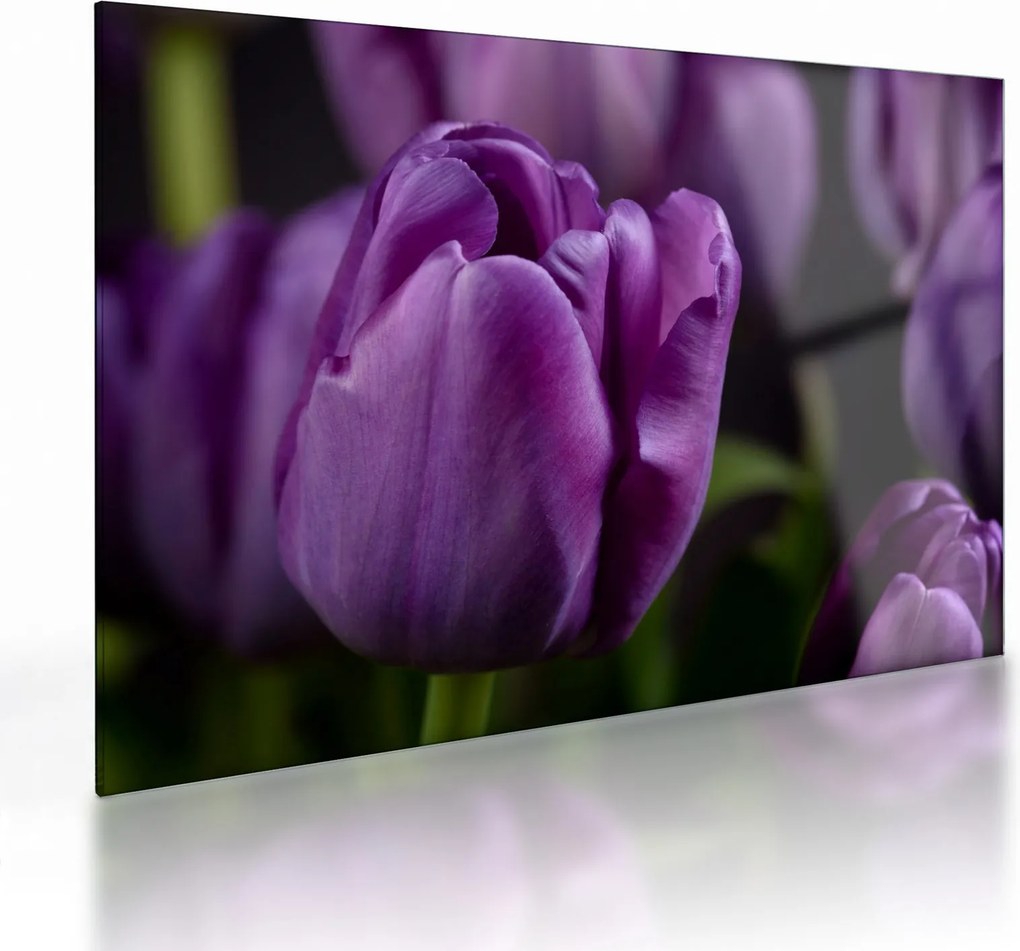 Obraz na szkle - kwiaty tulipanów (70x50 cm)