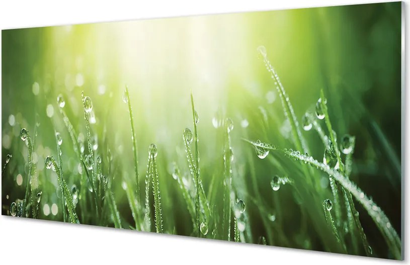 Szklany Panel Trawa w Promieniach Słońca