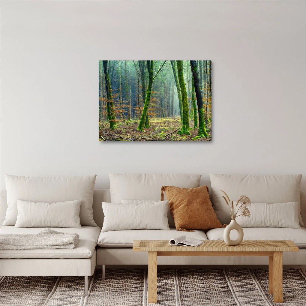 Obraz lasu (70x50 cm)