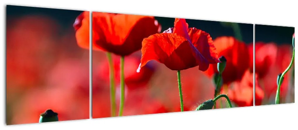 Obraz - maki (170x50 cm)