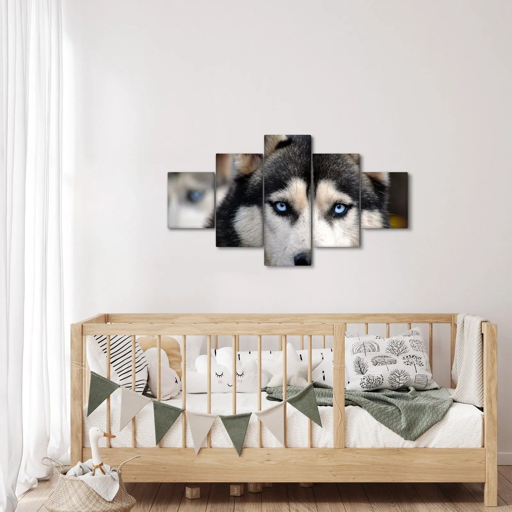 Obraz psa husky (125x70 cm)