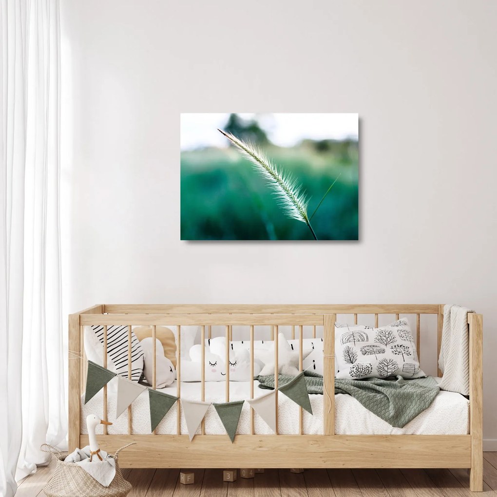 Obraz na szkle - źdźbło trawy (70x50 cm)