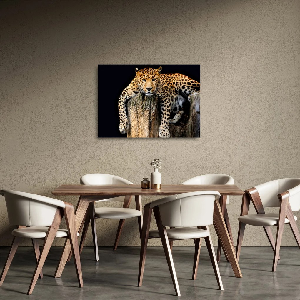 Obraz na szkle - Gepard (70x50 cm)