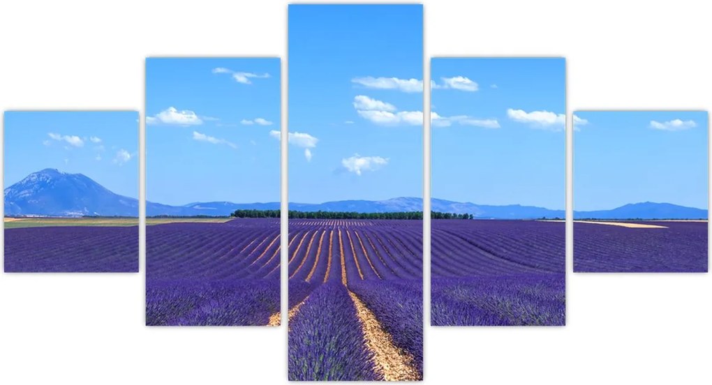 Obraz - Pole lawendy (125x70 cm)