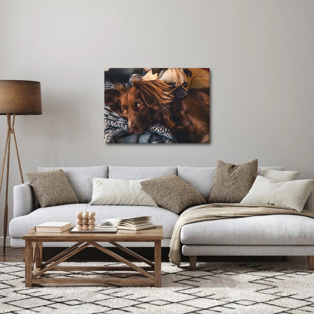 Obraz leżących psów (70x50 cm)