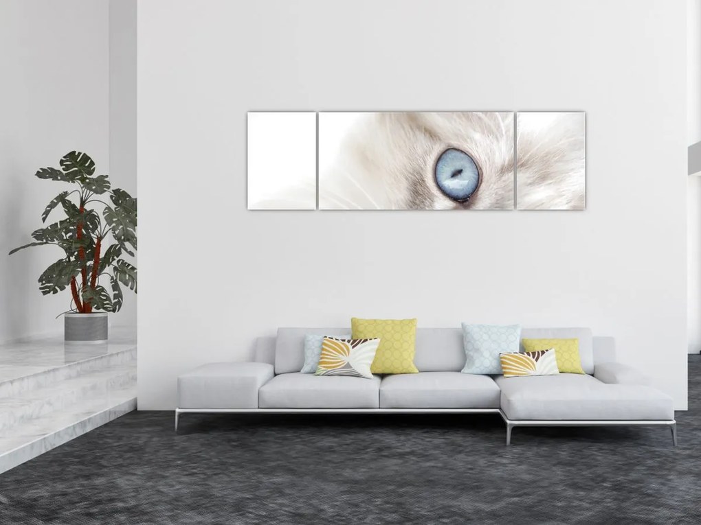 Obraz - Kot z niebieskimi oczami (170x50 cm)