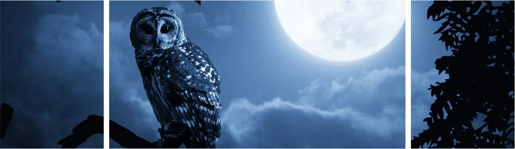 Obraz - Nocna Sowa (170x50 cm)