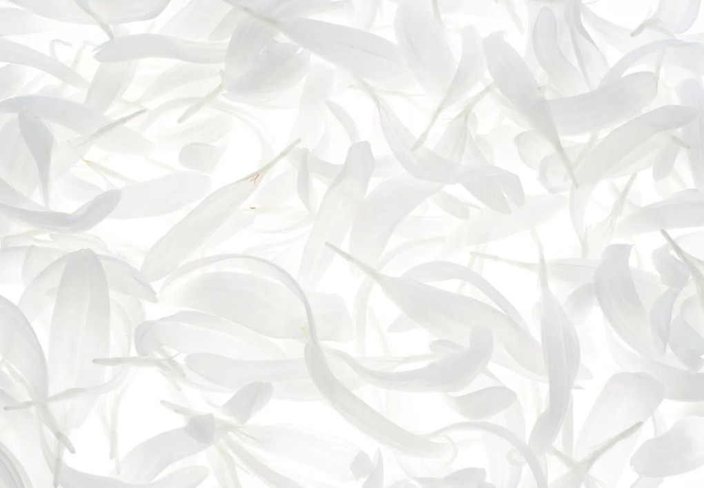 Fototapeta - Białe listki (196x136 cm)