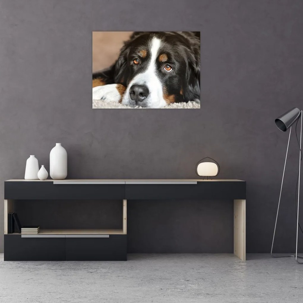 Obraz na szkle psa (70x50 cm)