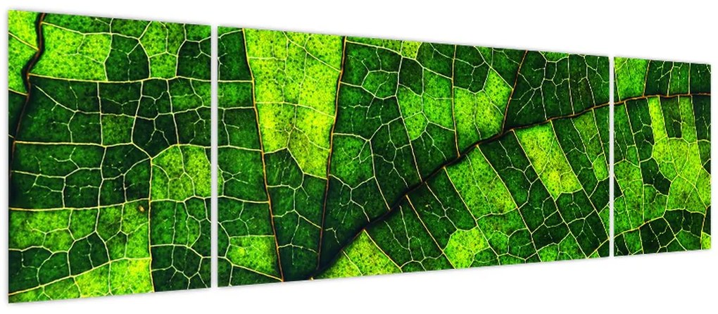 Obraz - Detal liścia (170x50 cm)