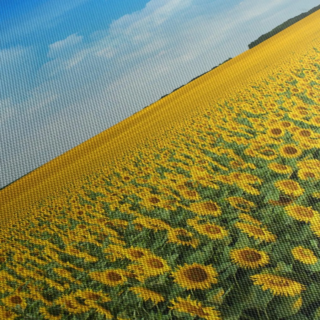 Obraz - ciąg słoneczników (125x70 cm)