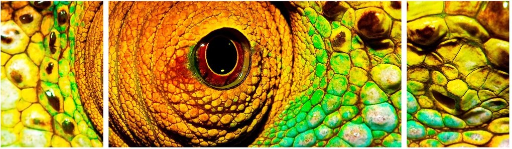 Obraz - Kameleon (170x50 cm)