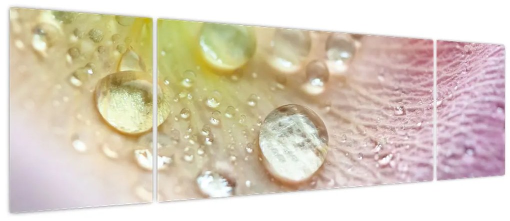 Obraz - Kropelki (170x50 cm)