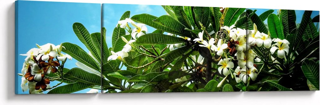 Obraz - Plumeria (170x50 cm)