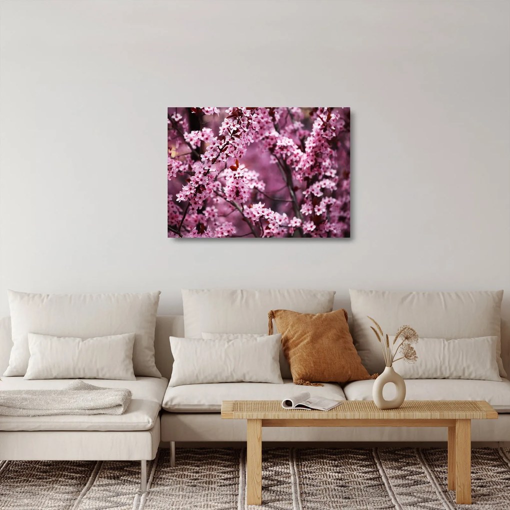 Obraz na szkle - Różowa sakura (70x50 cm)