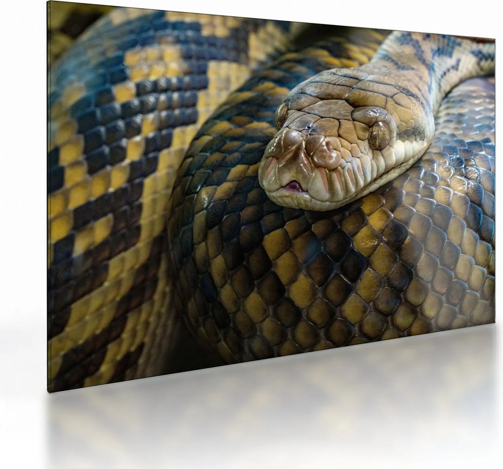 Obraz na szkle - Pyton (70x50 cm)