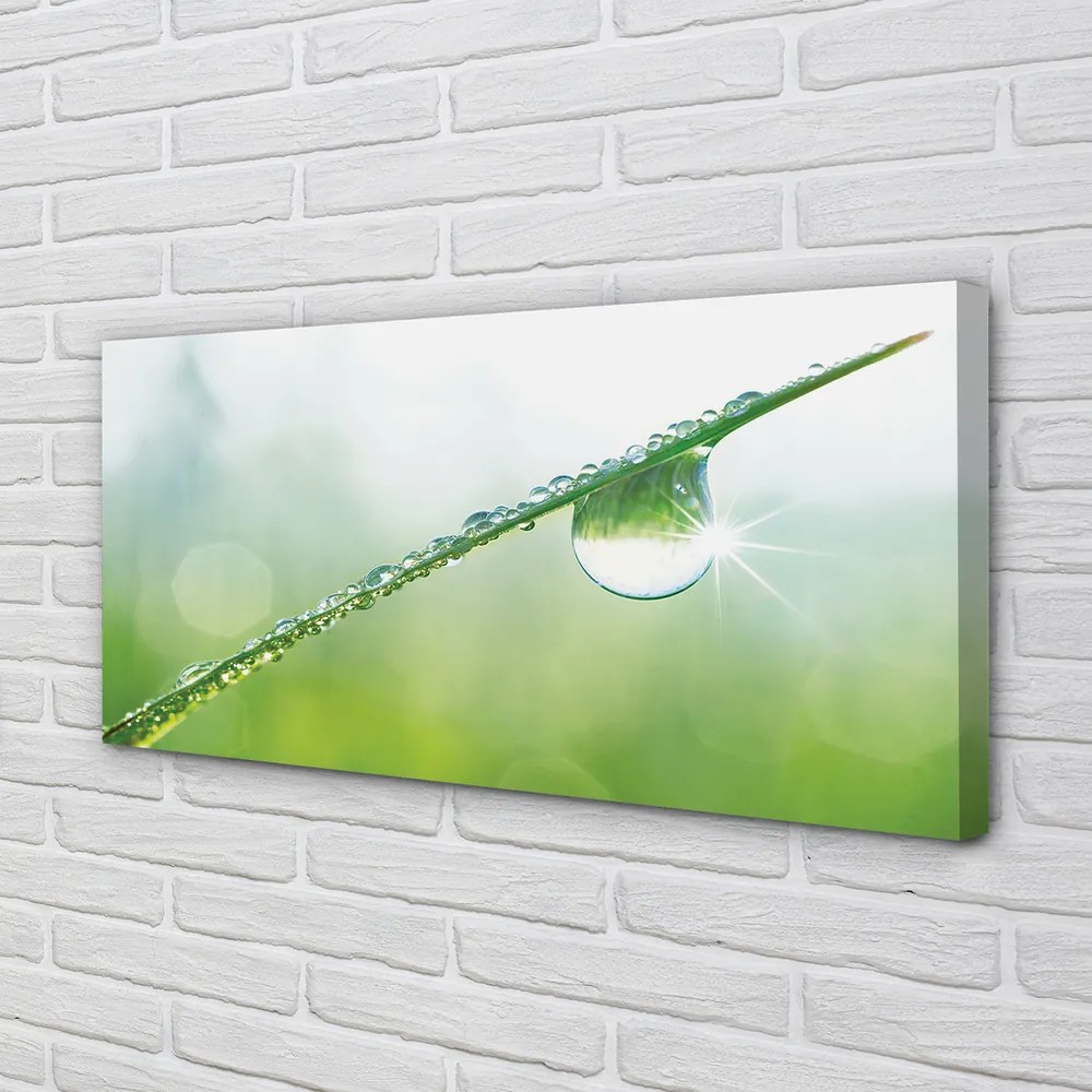 Obraz na płótnie Kropla Rosy na Trawie