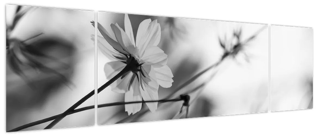 Obraz - Czarno - białe kwiaty (170x50 cm)