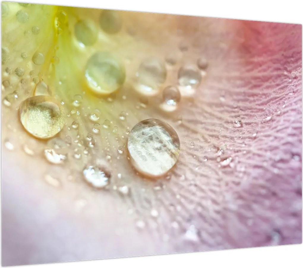 Obraz - Krople rosy (70x50 cm)