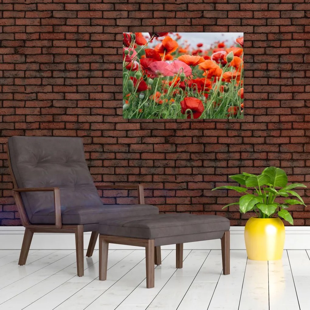 Obraz pola maków (70x50 cm)