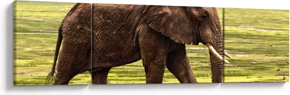 Obraz słonia (170x50 cm)