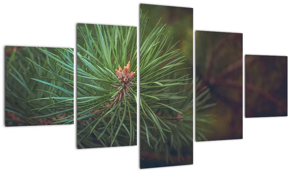 Obraz - Detal sosny (125x70 cm)