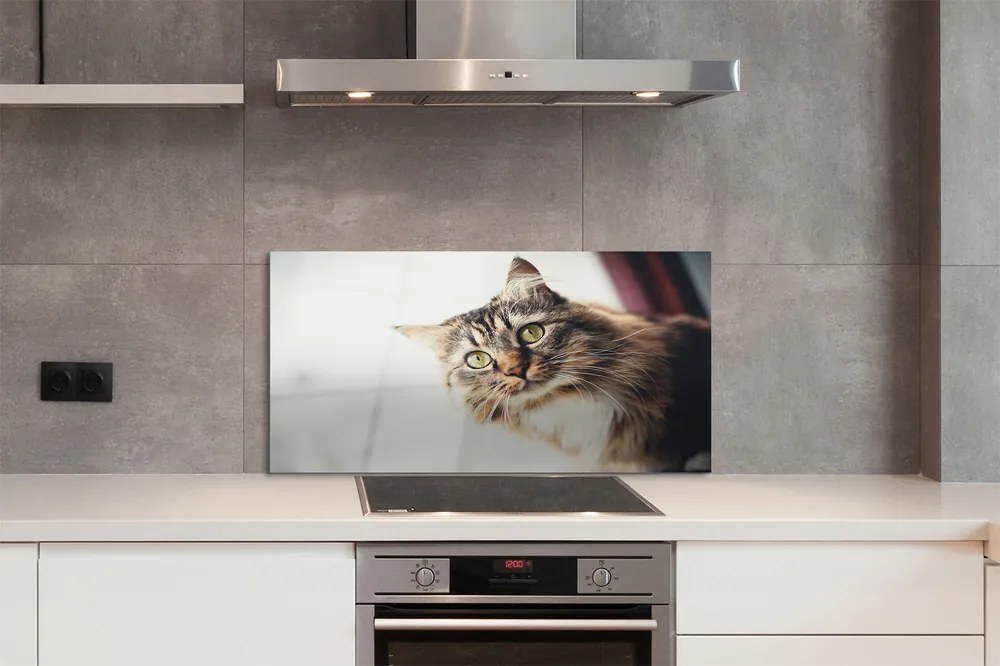 Panel Szklany Majestatyczny Maine Coon