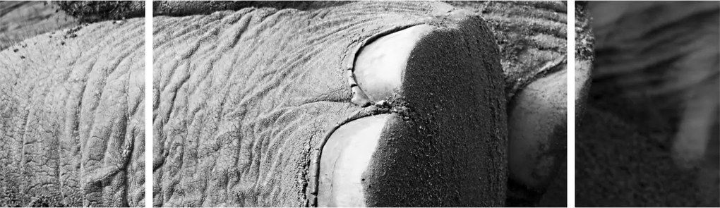 Obraz - Noga słonia (170x50 cm)