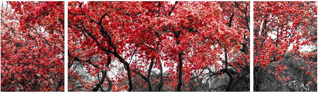 Obraz - Czerwone drzewa, Central Park, New York (170x50 cm)
