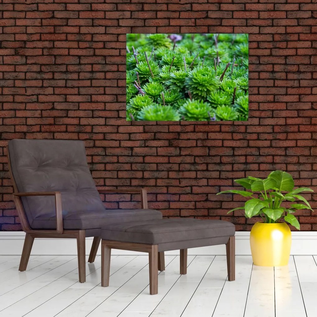 Obraz sukulentów (70x50 cm)