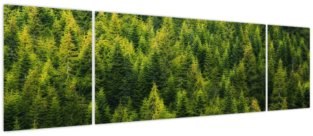 Obraz - Gęsty las (170x50 cm)