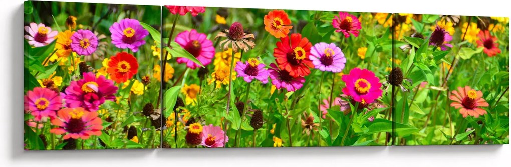 Obraz kwiatów polnych (170x50 cm)